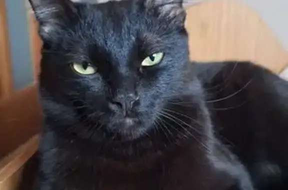 Кошки потеряшки, Новокузнецк, фото: Потеряшка кот Вася, ул. Новосёлов, 38