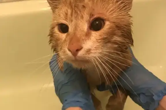 Кошка найдена на ул. Д. Бедного, 11, Крск