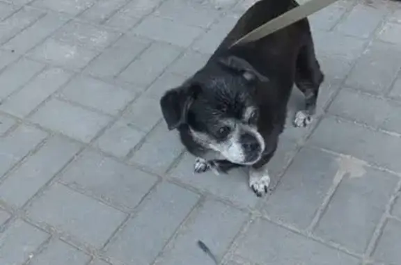 Найдена собака, Калининградская область, фото: Собака найдена у забора, Калининградская обл.