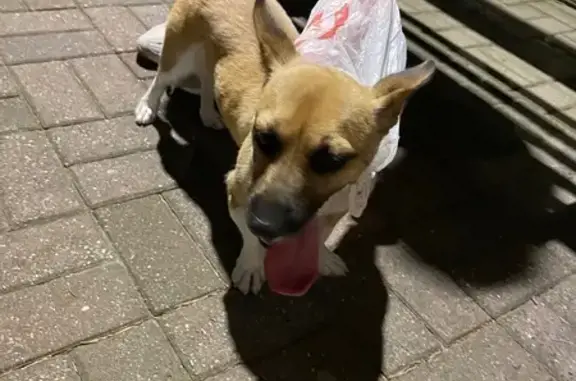 Найдена собака, ул. Победы, 100, Сочи