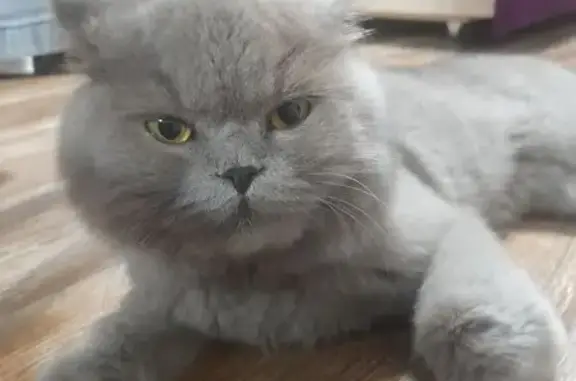 Найденные животные Нижневартовск, фото: Найдена серая кошка, Северная 46А, НВартовск