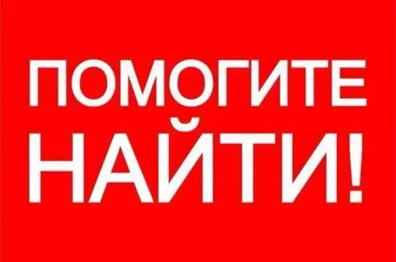 Пропала кошка, Ижевск