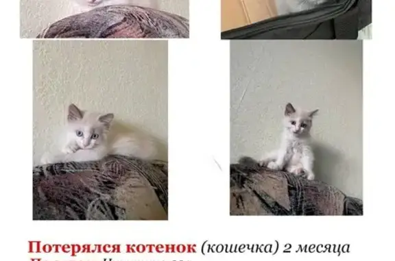 Пропала кошка, ул. Никитина, 29А, Томск