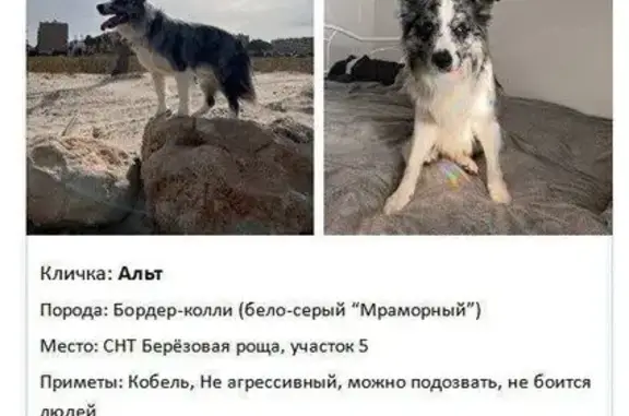 Пропала собака, МО, тату 97, 6 лет
