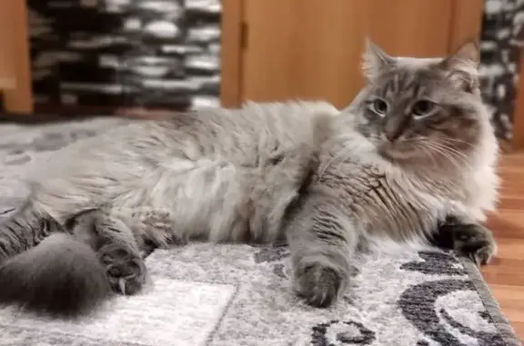 Кошки потеряшки, Верхнее Красное, фото: Потеряшка кошка, пл. Дзержинского, 9, Велиж