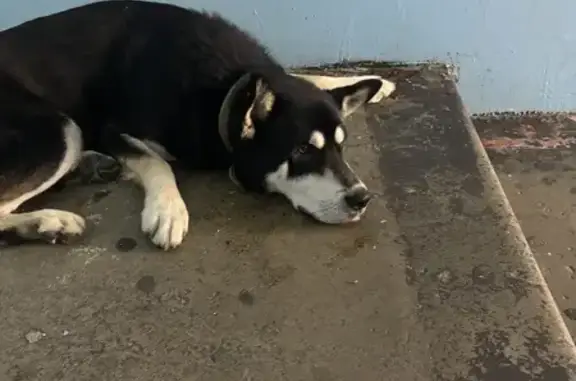 Сочи: найдена собака, Пасечная 18