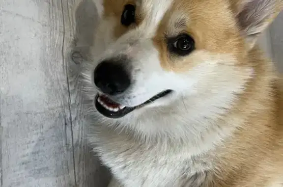 Пропала собака, Северная 21, Медвежьегорск