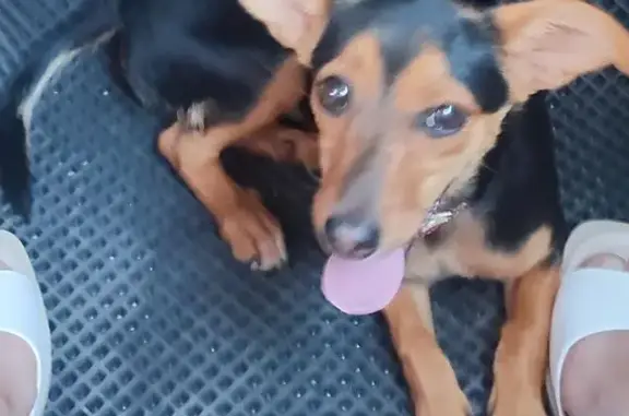 Найдена собака, Волгоград, фото: Собака найдена: Абганеровская ул, 105