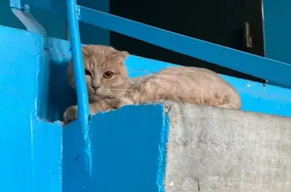 Кошка найдена: Почтовая ул., 80, Белгород