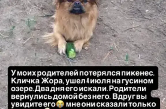 Пропала собака, Гусиное Озеро, Бурятия