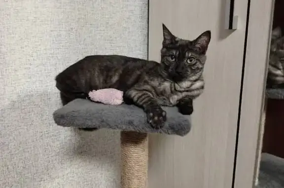 Кошки потеряшки, Тюмень, фото: Потеряшка кошка, ул. Малышева 18/1, Тюмень