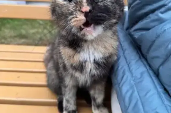 Найдена кошка, Томск, фото: Кошка найдена, ул. Войкова 47, Томск