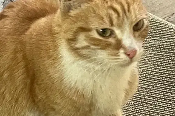 Кошка найдена на ул. Генерала Белика, Чита
