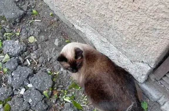 Кошки потеряшки, Новокузнецк, фото: Потеряшка кошка, пр. Энтузиастов, 47