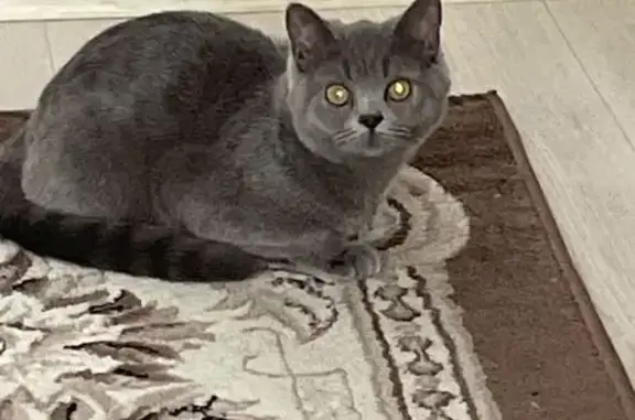 Кошки потеряшки, Губкинский, фото: Потеряшка кошка, Пурпе пер. Солнечный!