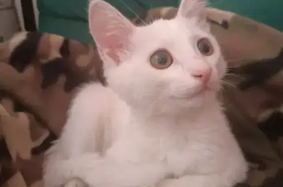 Найдена белая кошка, Иркутск, 140/3