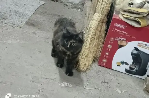 Пропала кошка, ул. Ломоносова, Иванино