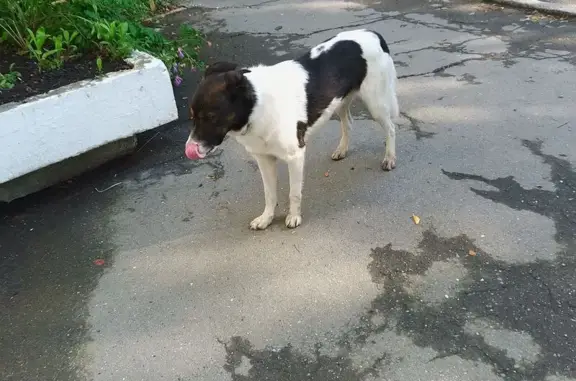 Найдена собака, Озерск, фото: Собака найдена у подъезда, Карла Маркса 16