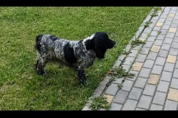 Собака найдена на Бобровской улице