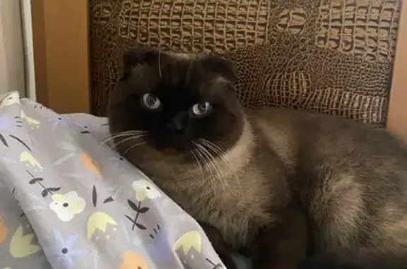 Найдена кошка, Иркутск, фото: Кошка найдена, ул. Берёзовая Роща 64Б