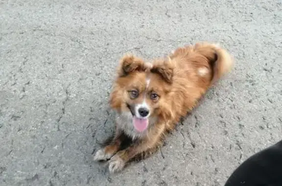 Собака найдена между Ключи и Бобровским