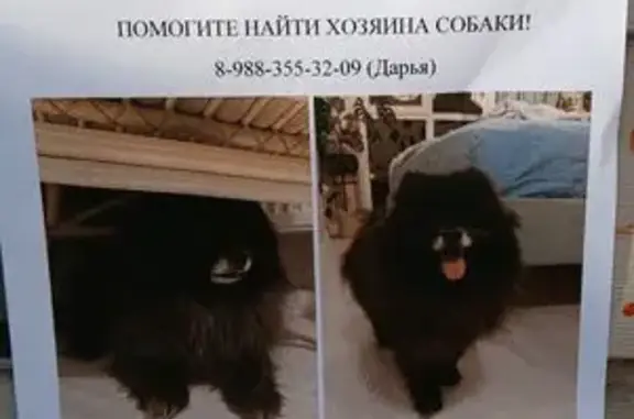 Найдена собака, Краснодар, фото: Собака найдена, ул. Леваневского 17, Краснодар