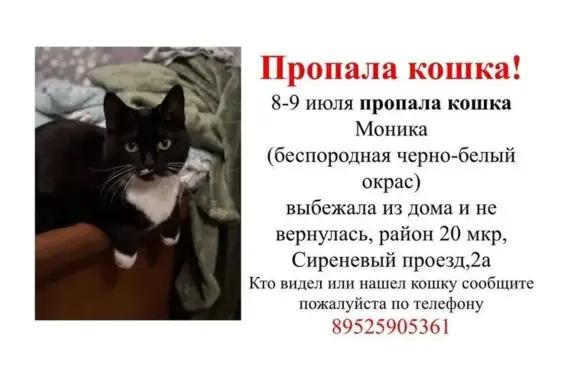 Пропала кошка, Сиреневый проезд 2А, Липецк