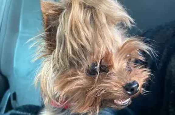 Собаки потеряшки, Белогорье, фото: Потеряшка собака, ул. Гагарина, Белогорье