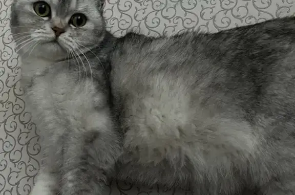 Пропала кошка, Малышева 138, Екатеринбург