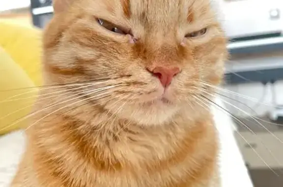 Потерянные животные Минск, фото: Пропала кошка, Минск, Городецкая 40А