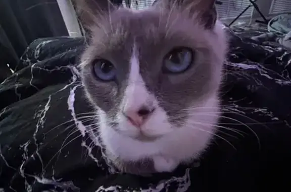 Кошки потеряшки, Волгодонск, фото: Потеряшка кошка, Пионерская 13, Волгодонск