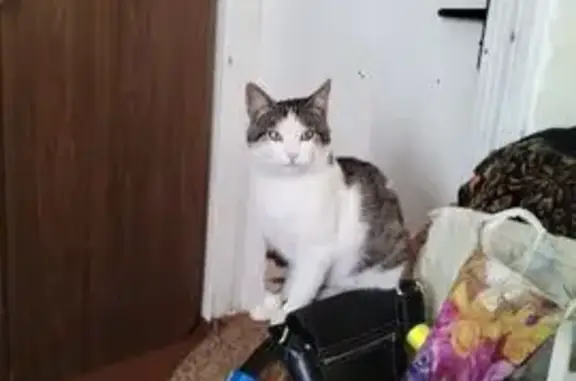 Кошки потеряшки, Гродно, фото: Потеряшка кошка, Окрестная ул., 14, Гродно