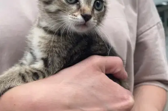 Найдена кошка, Томск, фото: Найдена кошка, ул. Смирнова 30, Томск