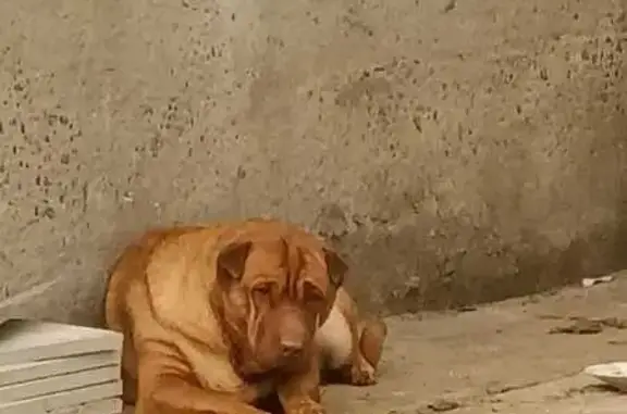 Найдена собака, Нижний Новгород, фото: Собака найдена: Вавилова 141Б, Н. Новгород