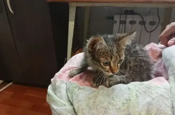 Найдена кошка, Саратов, фото: Кошка найдена: ул. Азина, Саратов