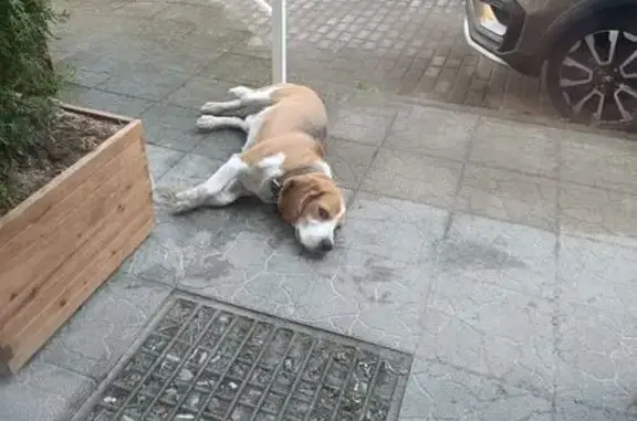 Собака найдена у двери: Левая Дубровенка, 32