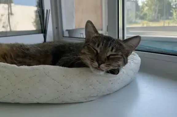 Кошки потеряшки, Томск, фото: Потеряшка кошка, ул. Бела Куна 18, Томск