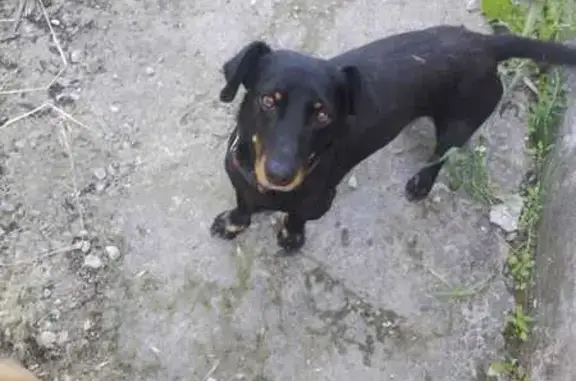 Найдена собака, ул. Прохорова, 64