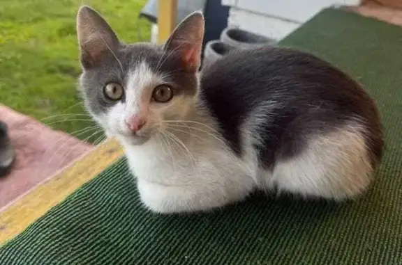 Кошка найдена: ул. Новосёлов, 7, Кириллово
