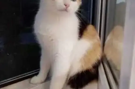 Пропала кошка, ул. Путенкова, 15