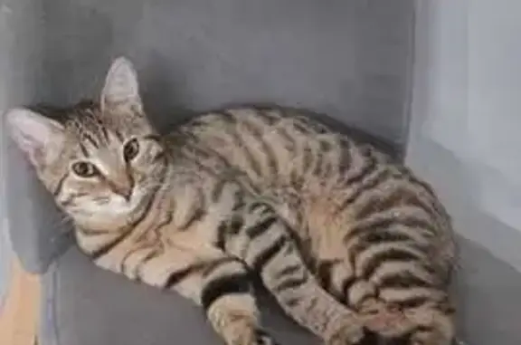 Кошки потеряшки, , фото: Потеряшка кошка, 2-я Нововатутинская ул., 3