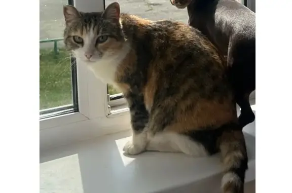 Пропала кошка, ул. Дзержинского 5, Ноябрьск