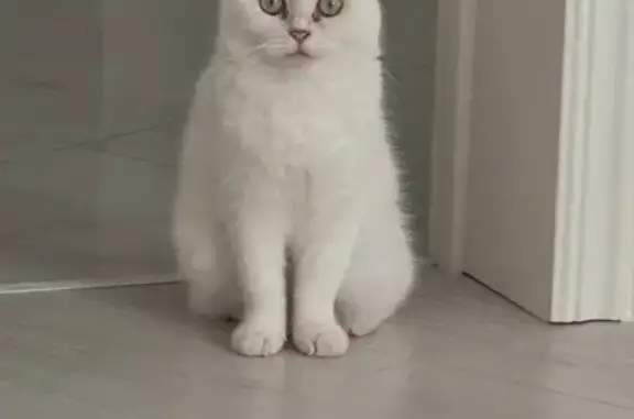 Пропала белая кошка, Грозненская 100А