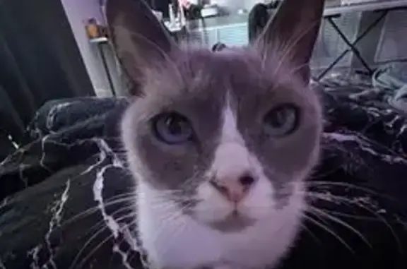 Пропала кошка, Пионерская 107, Волгодонск