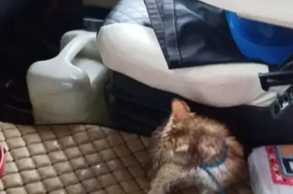 Объявления о пропавших и найденных животных, Медвежьегорск, фото: Кошка найдена, ул. Ленина, Медвежьегорск