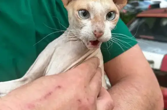 Найдена кошка, Орёл, фото: Кошка найдена: Силикатная, 28, Орёл