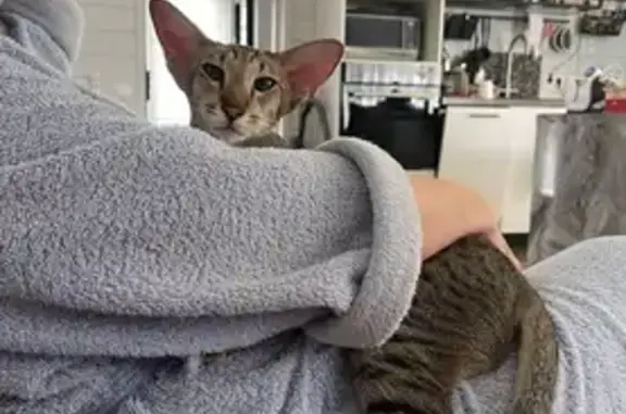 Пропала ориентальная кошка, МО