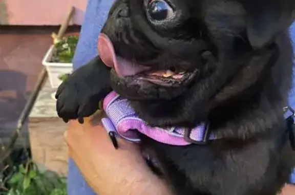 Найдена собака, Электросталь, фото: Найдена собака, ул. Корнеева 43А, Электросталь