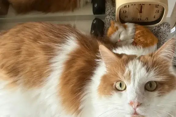 Пропала кошка, пр. Строителей, 4, Владимир