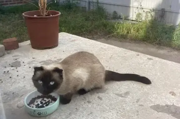 Найдена кошка, Краснодар, фото: Сиамский котик найден: Трудовая 56, Краснодар